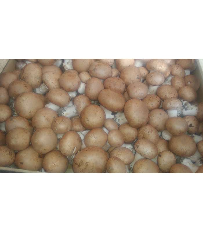 300g Champignons de Paris brun bio